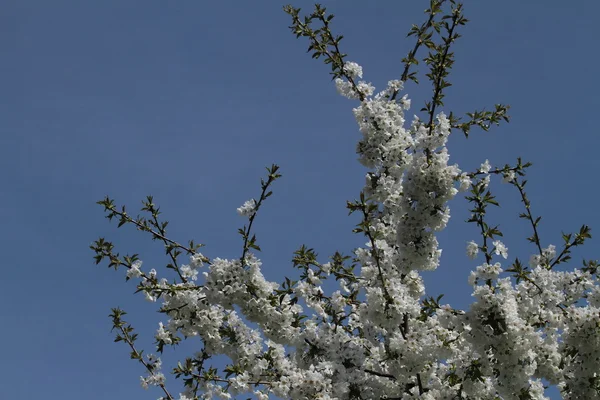 Fruit-tree bloom — Stock Photo, Image