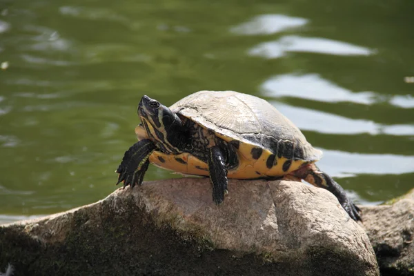 Eared turtle — Stock Photo, Image