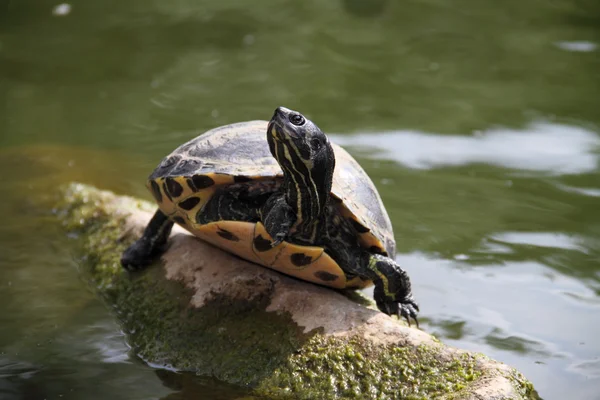 Eared turtle Royalty Free Stock Photos