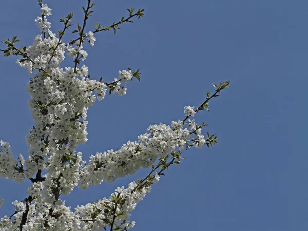 Blossom — Stock Photo, Image