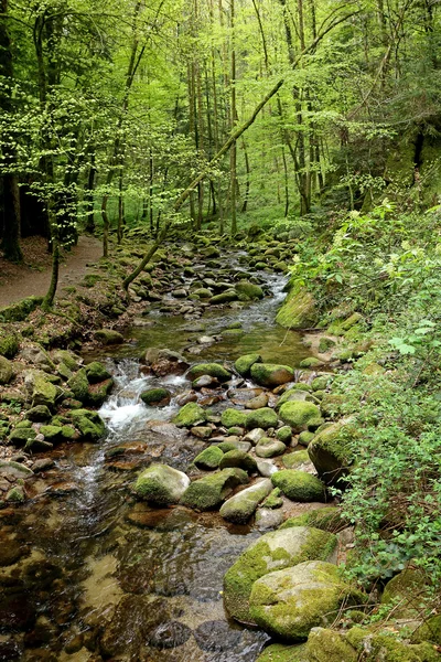 Creek in wood — Stock Photo, Image