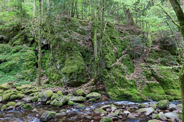 Струмок у лісі — стокове фото