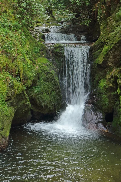 Creek in wood — Stock Photo, Image