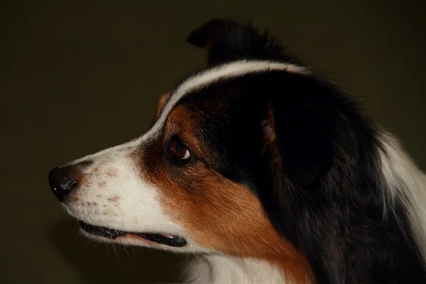 Η ράτσα σκύλου — Φωτογραφία Αρχείου