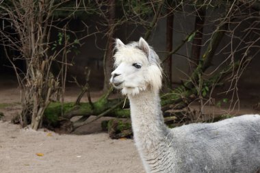 Beyaz bir alpaka
