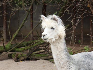 Beyaz bir alpaka