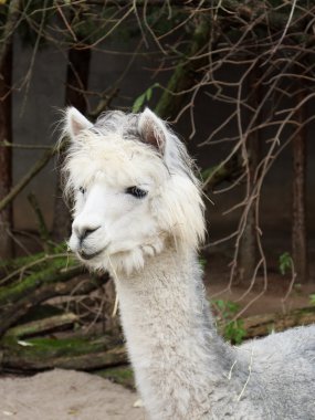 Beyaz bir alpaka