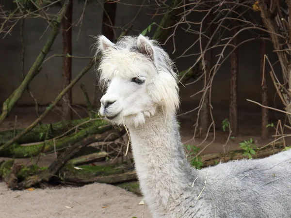 A white alpaca — Stock Photo, Image