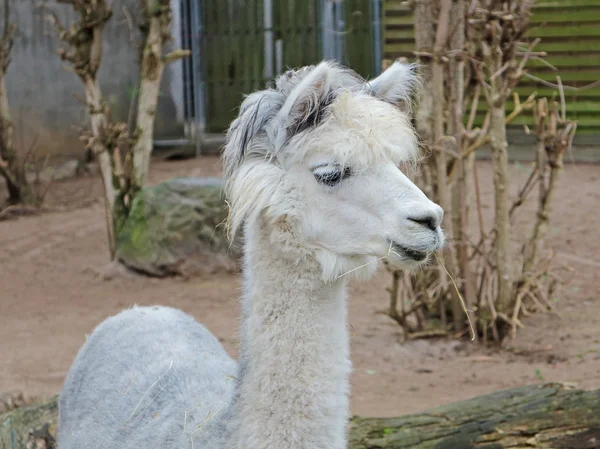 A white alpaca — Stock Photo, Image