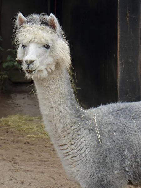 Alpaca — Stock Photo, Image