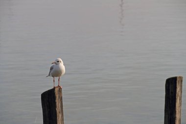Sisin içindeki ahşap iskelede beyaz bir martı oturuyor ve üzerinde uyuyor.