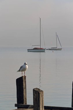 Bavyera 'daki Ammersee Gölü' nde tahta bir iskele. Yelkenli tekneleri ve martıları var.