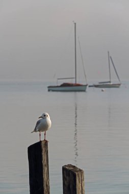 Bavyera 'daki Ammersee Gölü' nde tahta bir iskele. Yelkenli tekneleri ve martıları var.