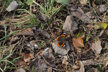 Ein Admiral Edelfalter in Gras und Laub