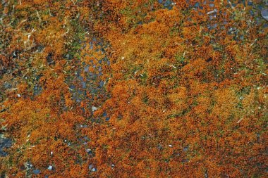 Çürümüş Moos ve Flechten