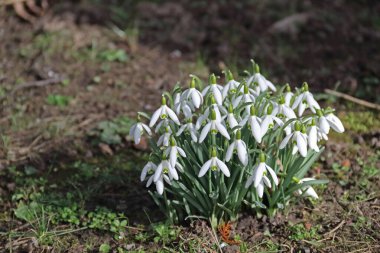 ein kleiner Fleck mit Schneegloeckchen