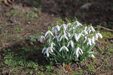 ein kleiner Fleck mit Schneegloeckchen