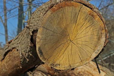 Querschnitt durch einen Baumstamm