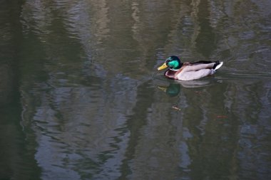eine einzelne maennliche Ente im Wasser