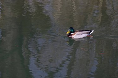 eine einzelne maennliche Ente im Wasser