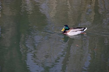 eine einzelne maennliche Ente im Wasser