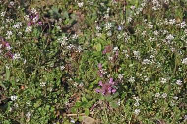 eine Sommerwiese mit bunten Blumen