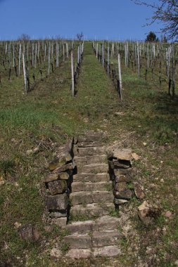 Weinberg 'den Treppe. 