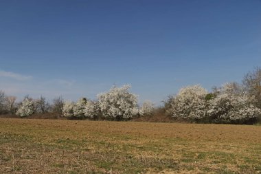 İhrer Blutezeit 'te Obstbaeume