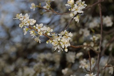 Die Blueten des Schwarzdorns