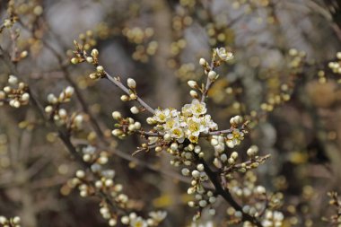 Blueten und Knospen des Schwarzdorns