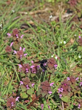 Taubnessen auf einer Wiese