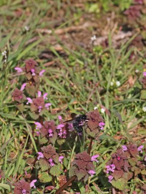 Taubnessen auf einer Wiese