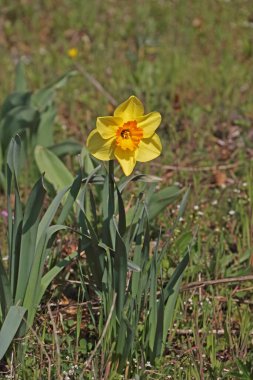 Gelbe Narzissen  in einer Wiese
