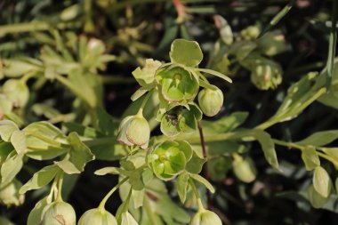 Kokuşmuş Nieswurz im Sonnenlicht