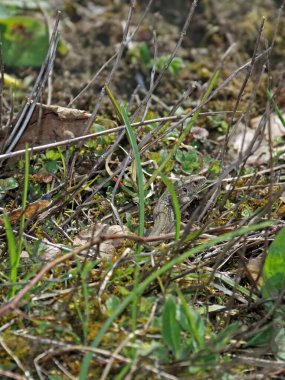 Gut getarnte Eidechse im Gras
