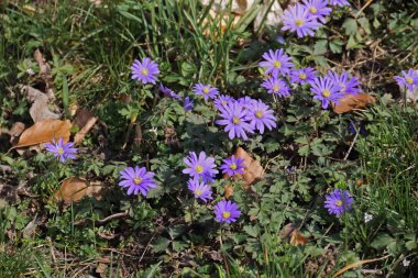 Lila Strahlen-Windroeschen in Gras