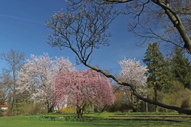 Baumbluete zum Başlangıç Fruhlings