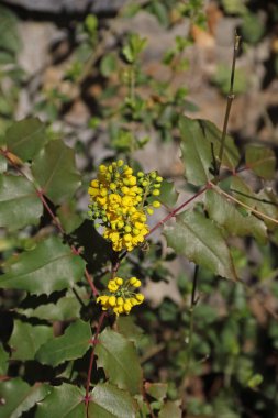 Gewoehnliche gelbe Mahonie