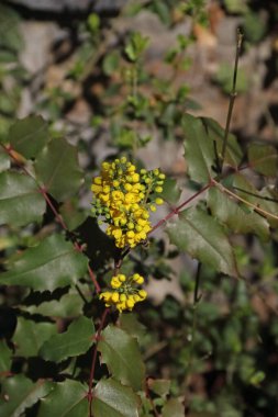 Gewoehnliche gelbe Mahonie