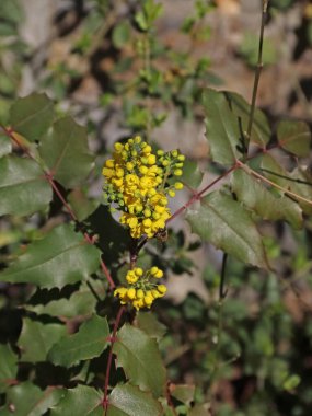 Gewoehnliche gelbe Mahonie