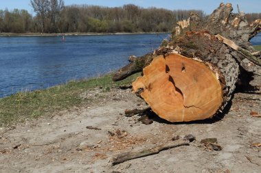 Totholz am Ufer des Rheins