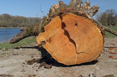 Totholz am Ufer des Rheins