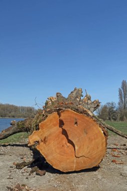 Totholz am Ufer des Rheins