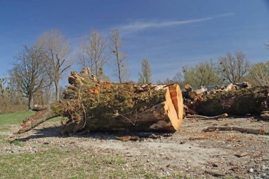 Totholz am Ufer des Rheins