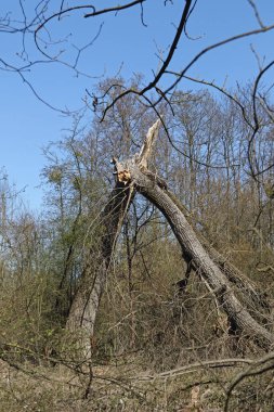 ein vom Sturm geknickter Baum