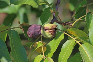 Walnussbaum mit reifen Walnuessen