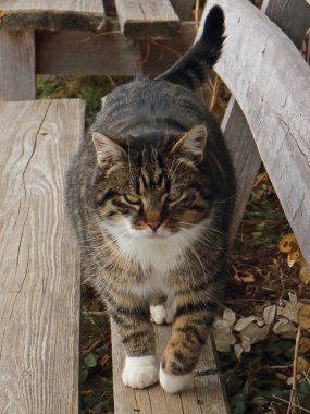 acımasız ev kedisi