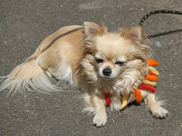 Ein kleiner Chihuahua — Foto de Stock