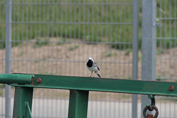 Wagtail on fence — Stock Photo, Image