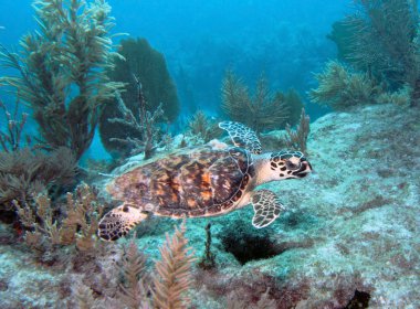 Hawksbill deniz kaplumbağası 2